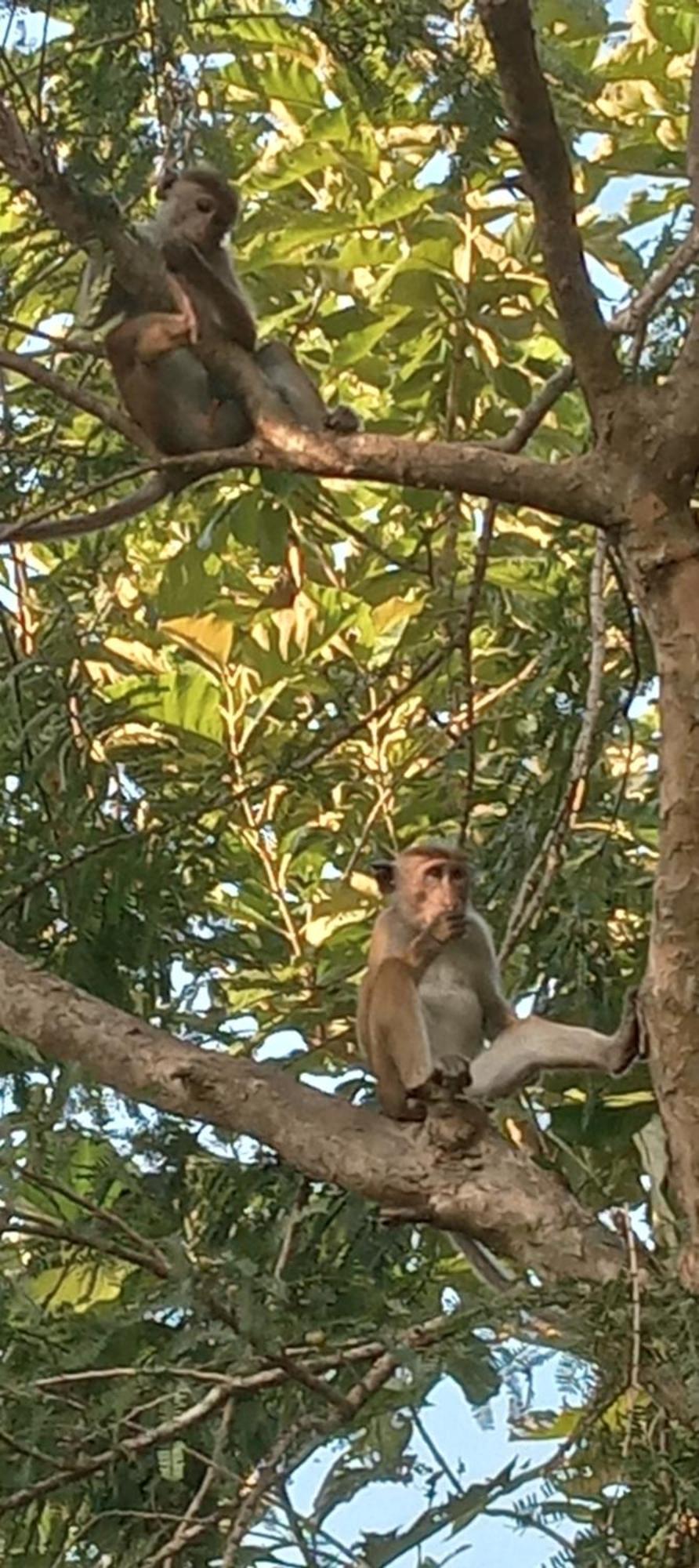 Forest Villa Nature Resort Anuradhapura Bagian luar foto