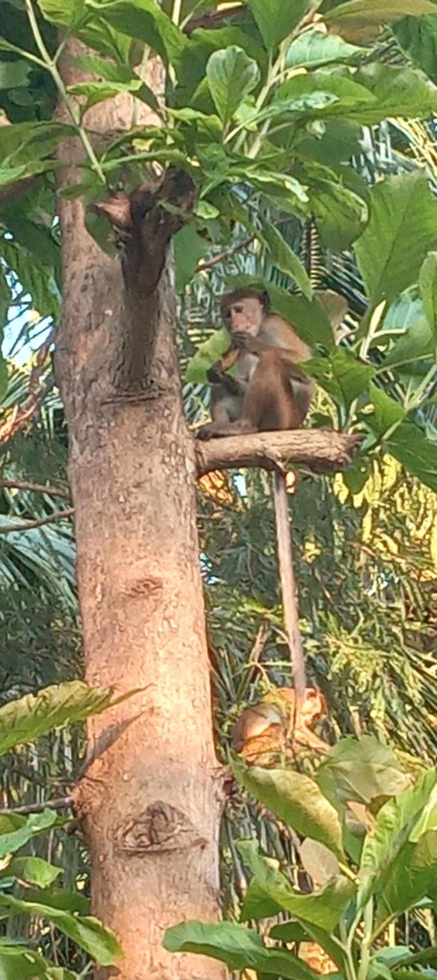 Forest Villa Nature Resort Anuradhapura Bagian luar foto