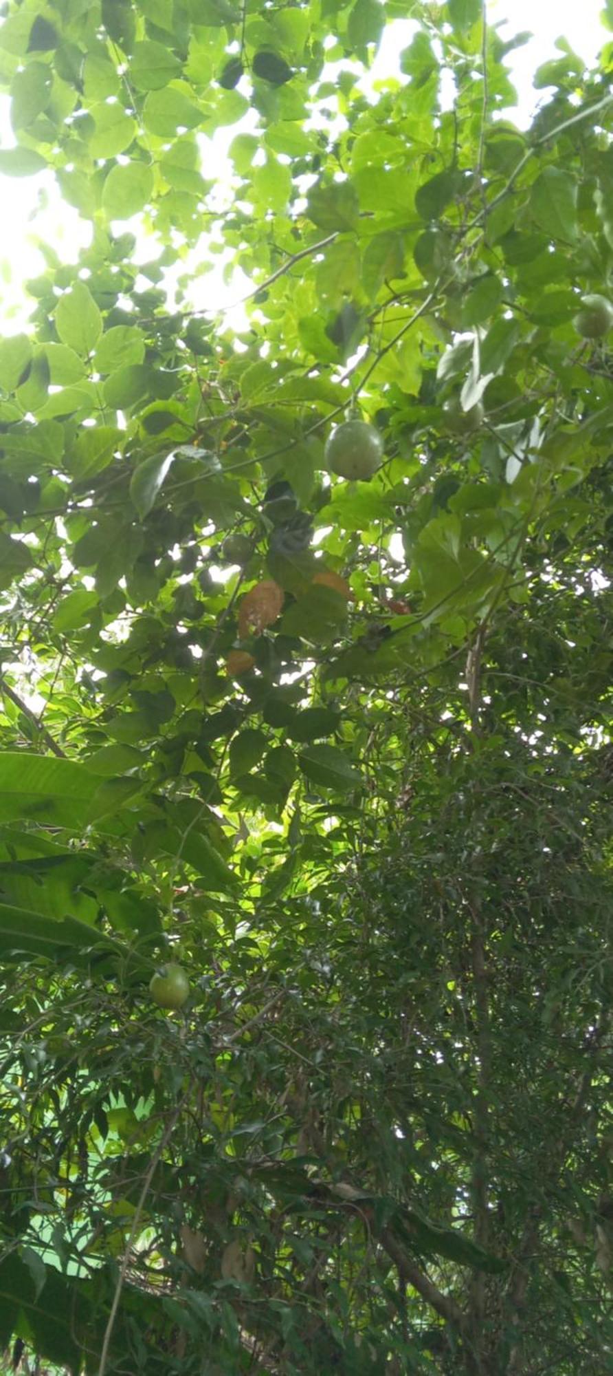Forest Villa Nature Resort Anuradhapura Bagian luar foto
