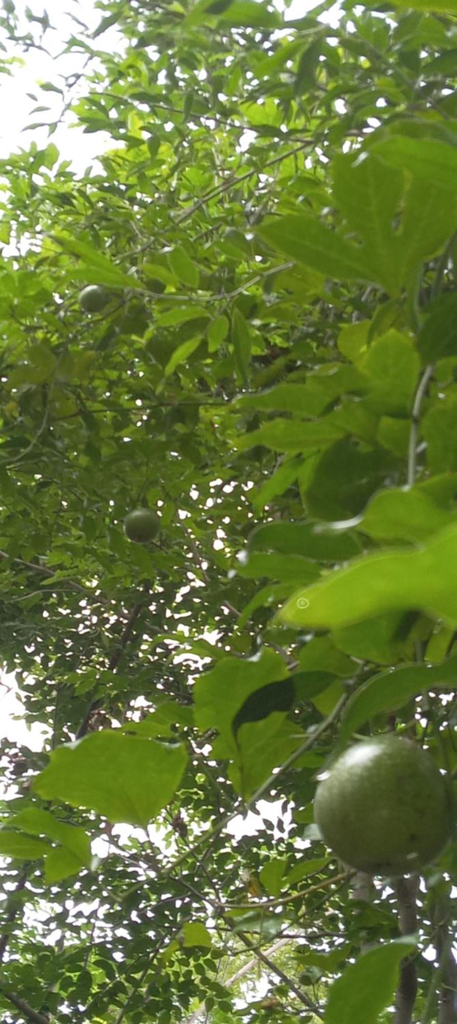 Forest Villa Nature Resort Anuradhapura Bagian luar foto