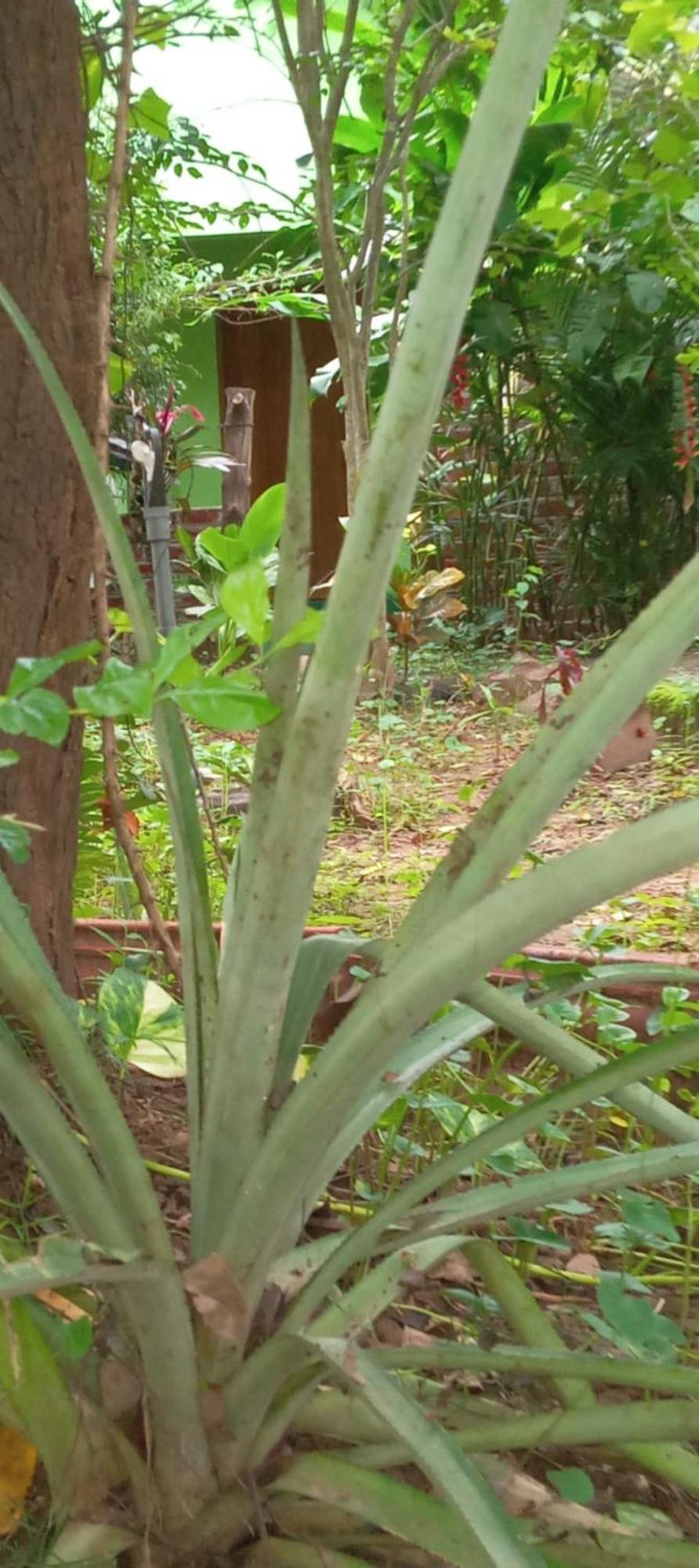 Forest Villa Nature Resort Anuradhapura Bagian luar foto