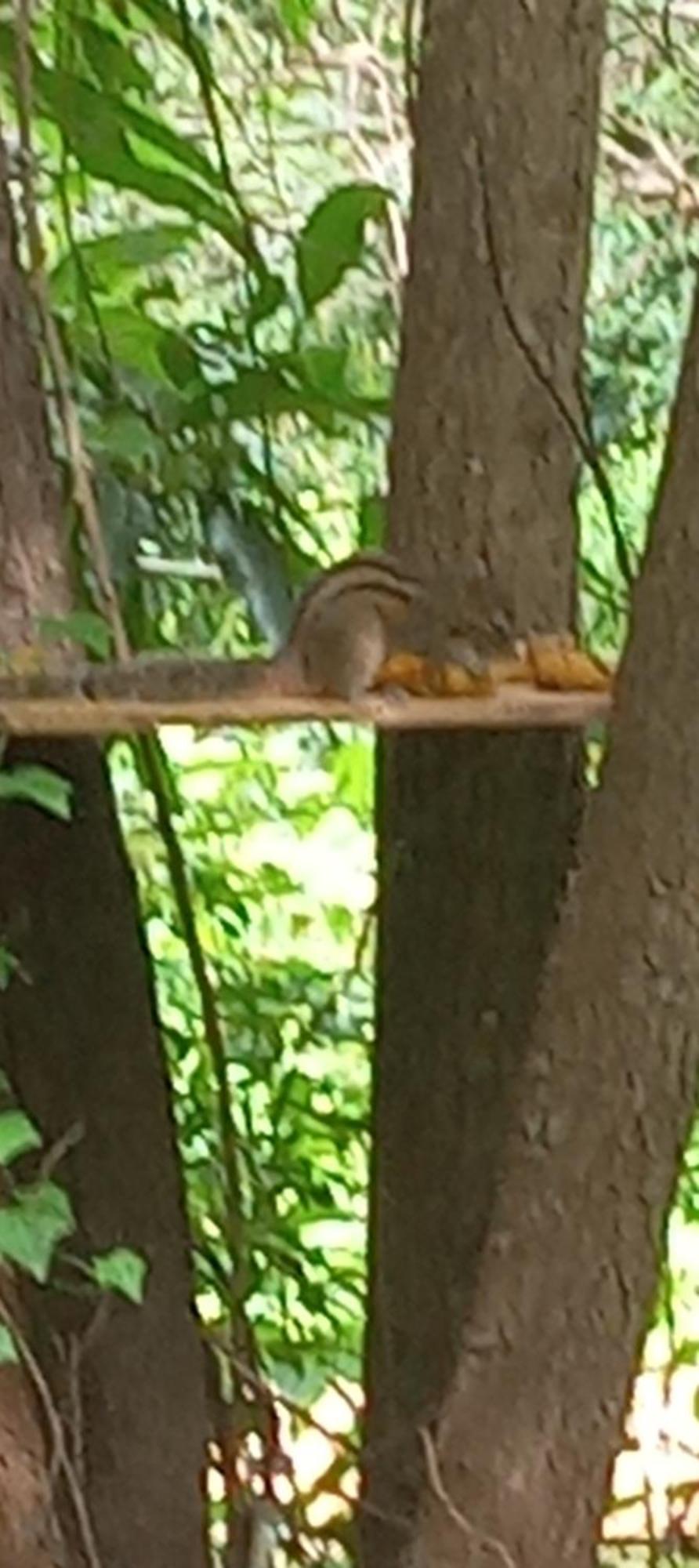 Forest Villa Nature Resort Anuradhapura Bagian luar foto