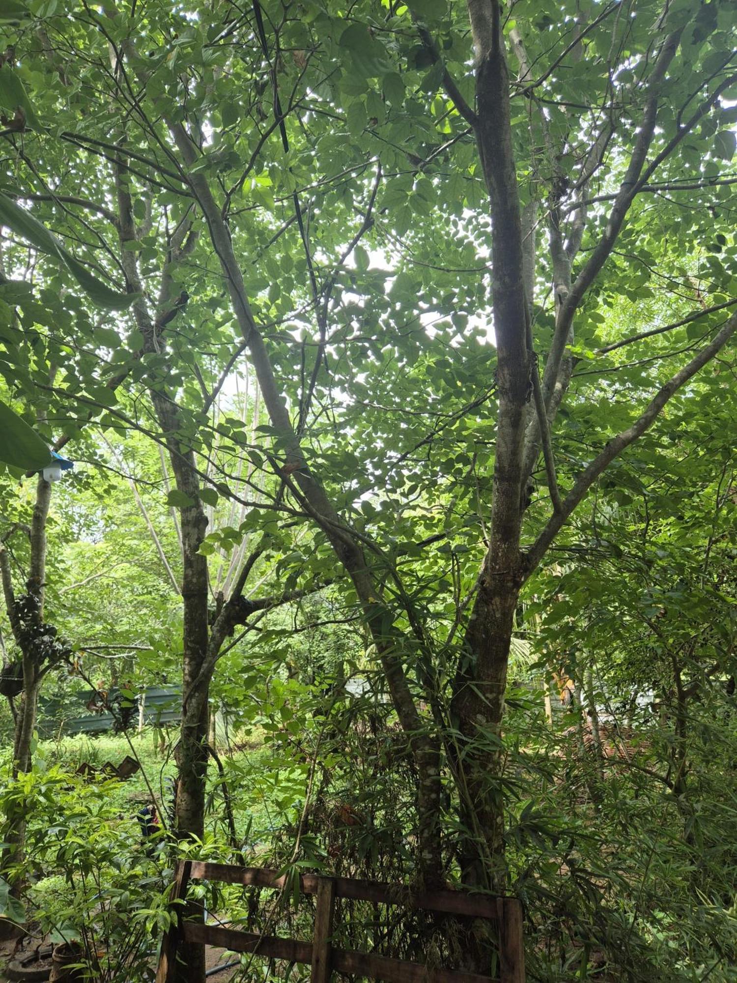 Forest Villa Nature Resort Anuradhapura Bagian luar foto
